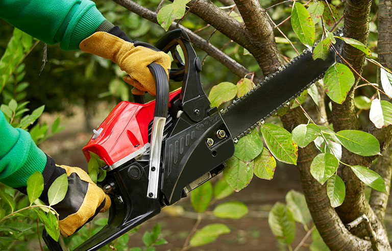 tree trimming