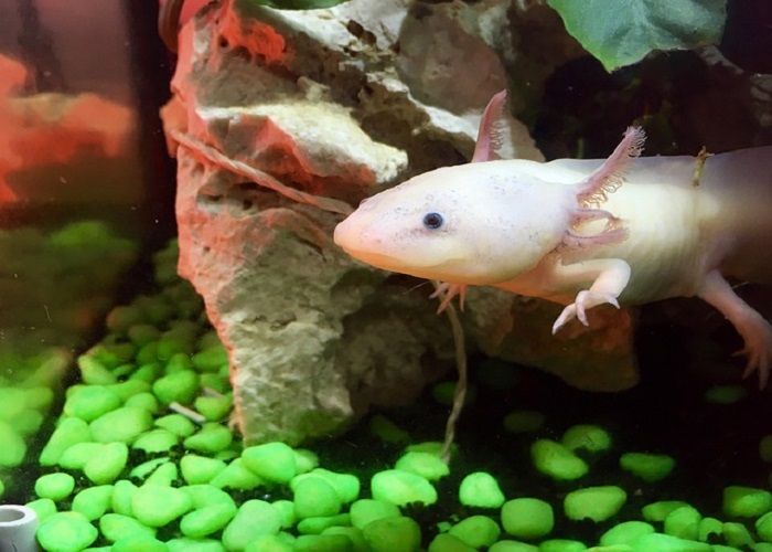 Mosaic Axolotl
