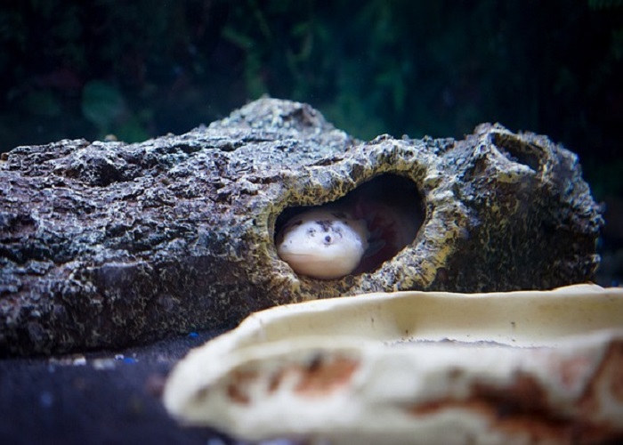 Mosaic Axolotl
