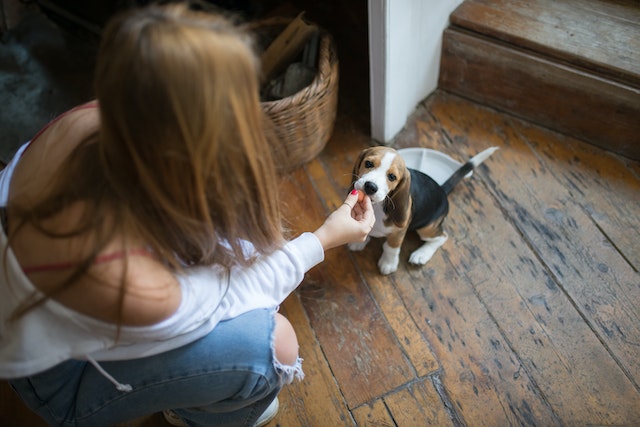Micro Bully